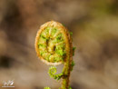 a young, rolled-up fern leaf - młody, zwinięty liść paproci